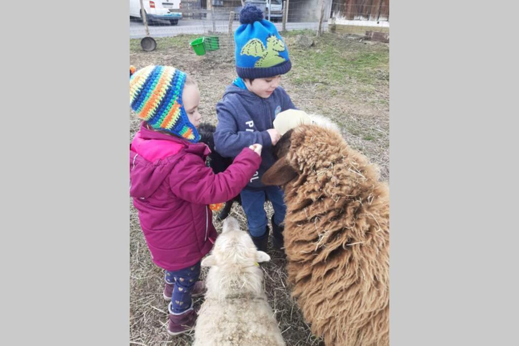 Gruppenunterkunft Mit Billardtisch Und Lamatrekking Meikirch ภายนอก รูปภาพ