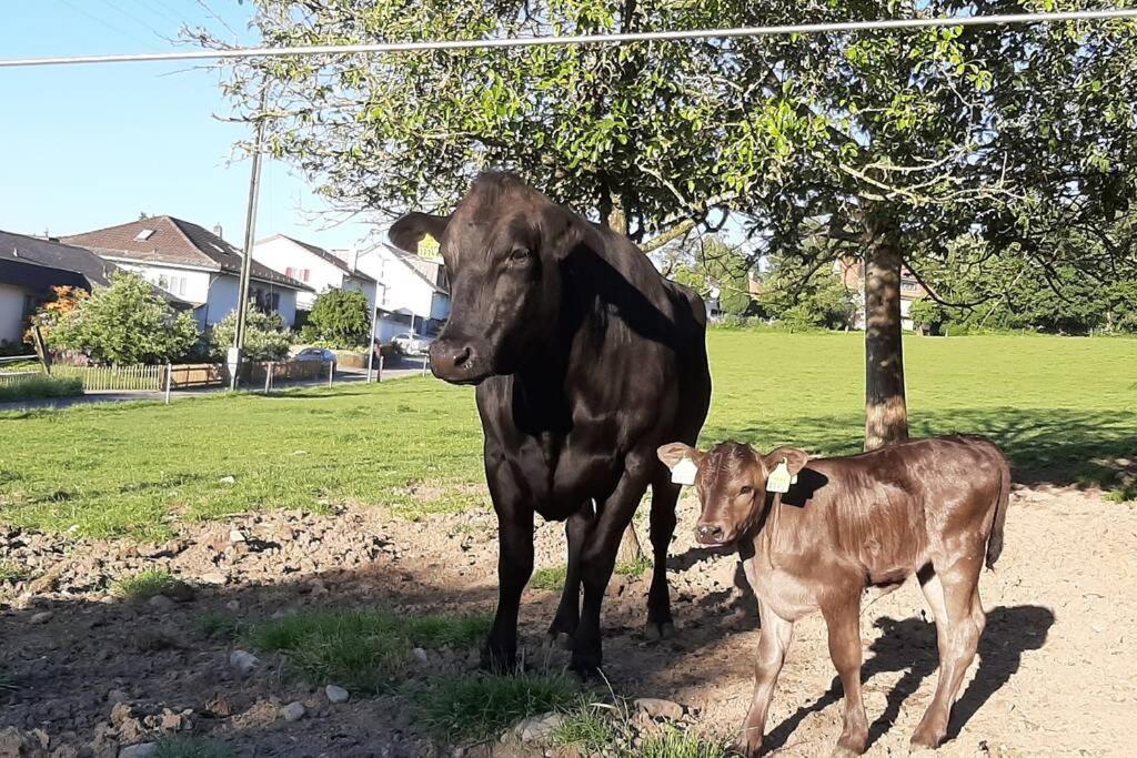 Gruppenunterkunft Mit Billardtisch Und Lamatrekking Meikirch ภายนอก รูปภาพ