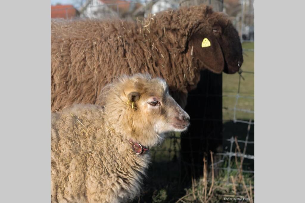 Gruppenunterkunft Mit Billardtisch Und Lamatrekking Meikirch ภายนอก รูปภาพ